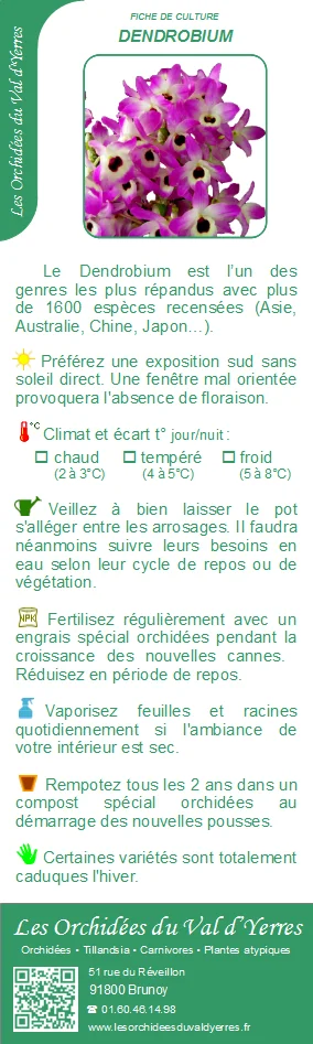 Fiche culture DENDROBIUM